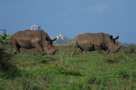 Nairobi National Park