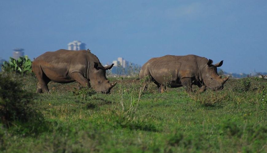 Nairobi National Park