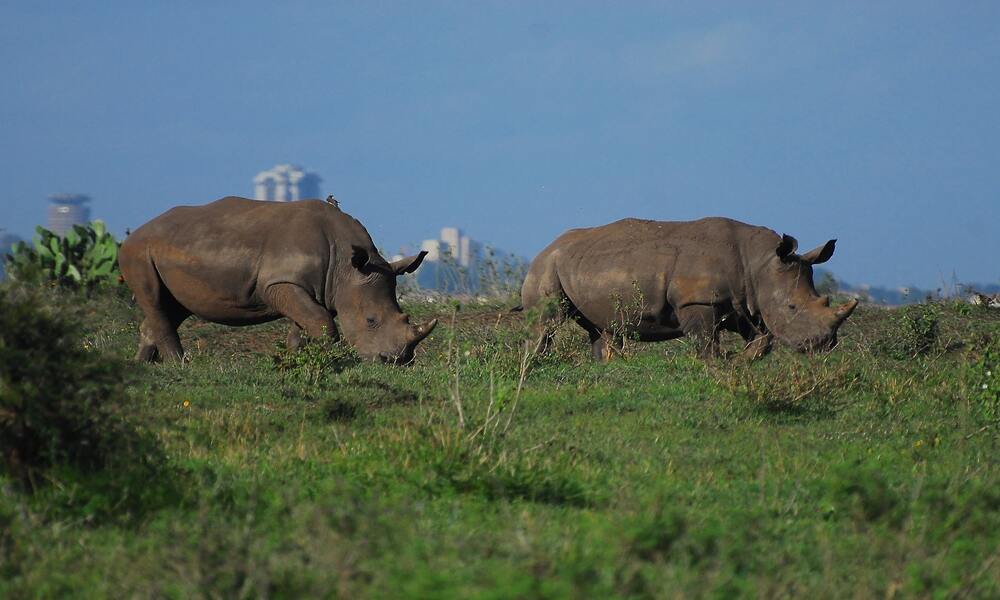 Nairobi National Park