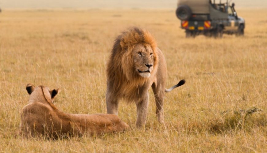 Which Country Offers the Best Safari Experience: Kenya Vs. Tanzania?