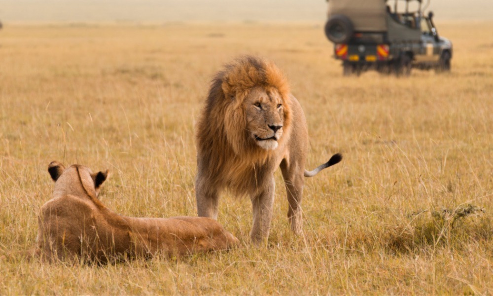 Which Country Offers the Best Safari Experience: Kenya Vs. Tanzania?