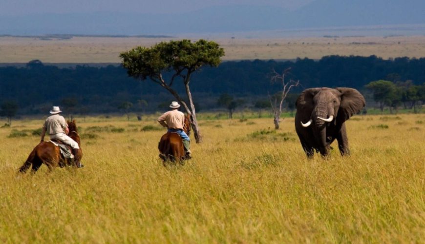 The Call Of The Wild – Explore Kenya’s Ultimate Wildlife Encounters