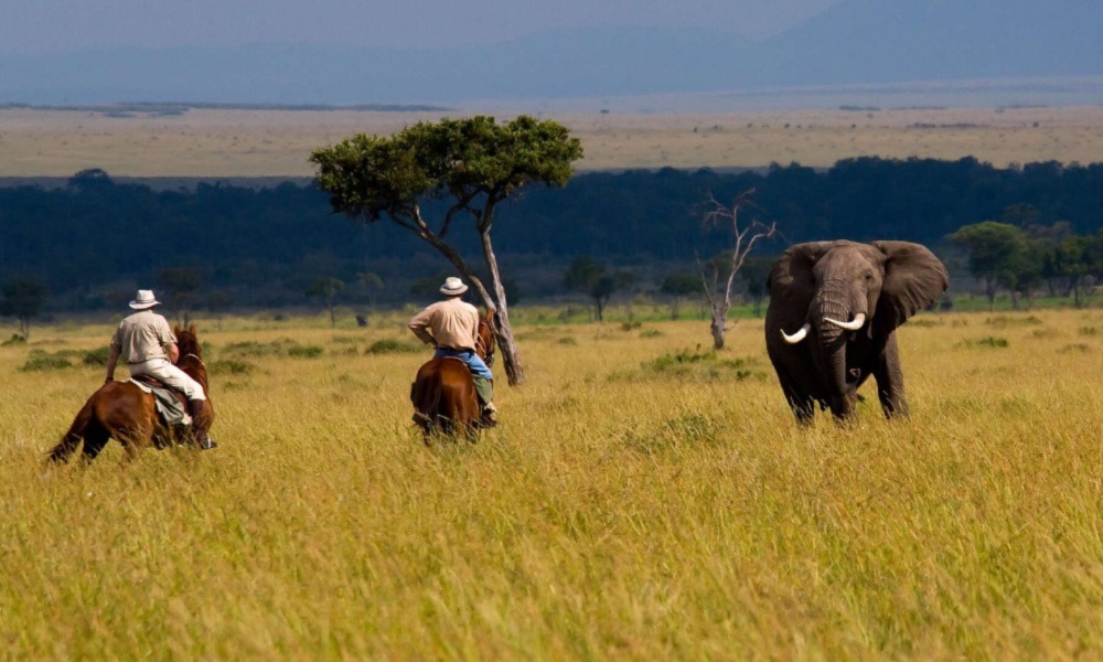 The Call Of The Wild – Explore Kenya’s Ultimate Wildlife Encounters