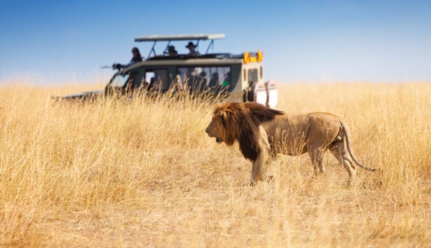 A First-Timer’s Guide to Planning a Safari in Kenya