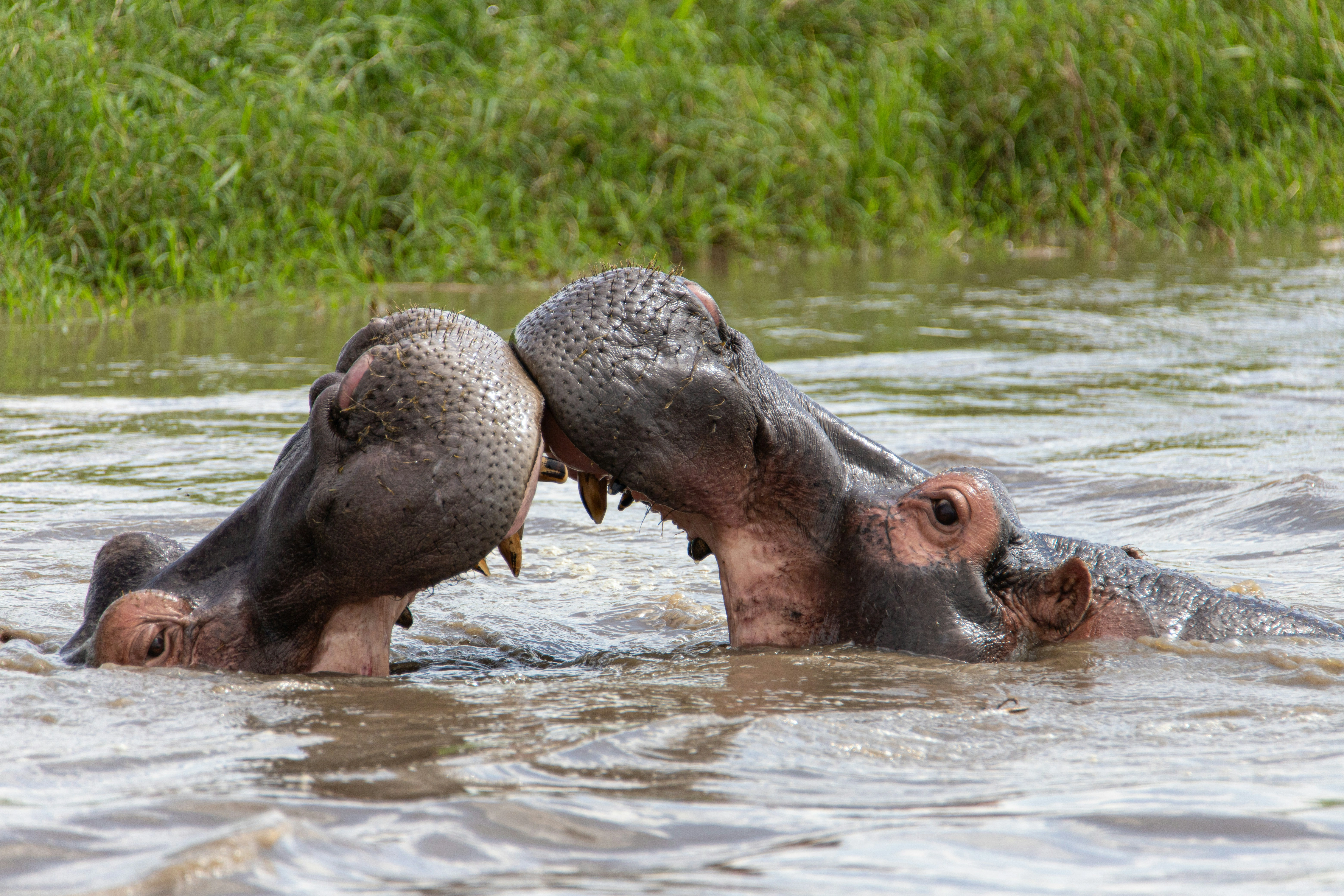 Diwaka Safaris