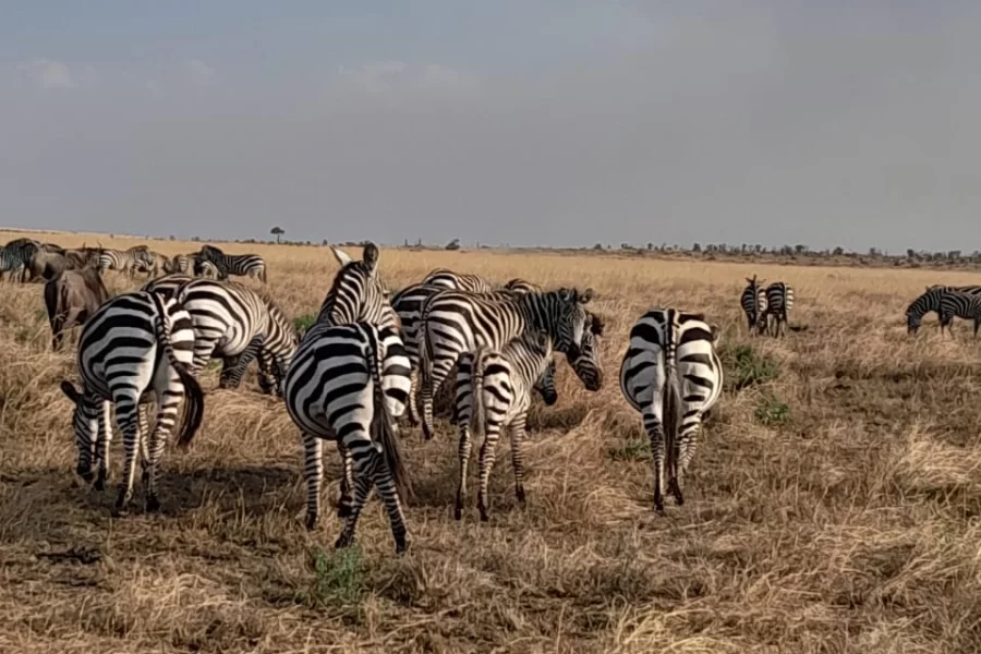 Maasai Mara Camping Safaris (3 Days)