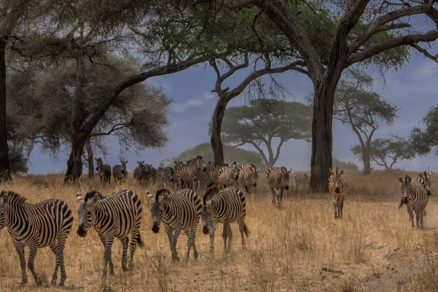Tanzania upmarket safari programs