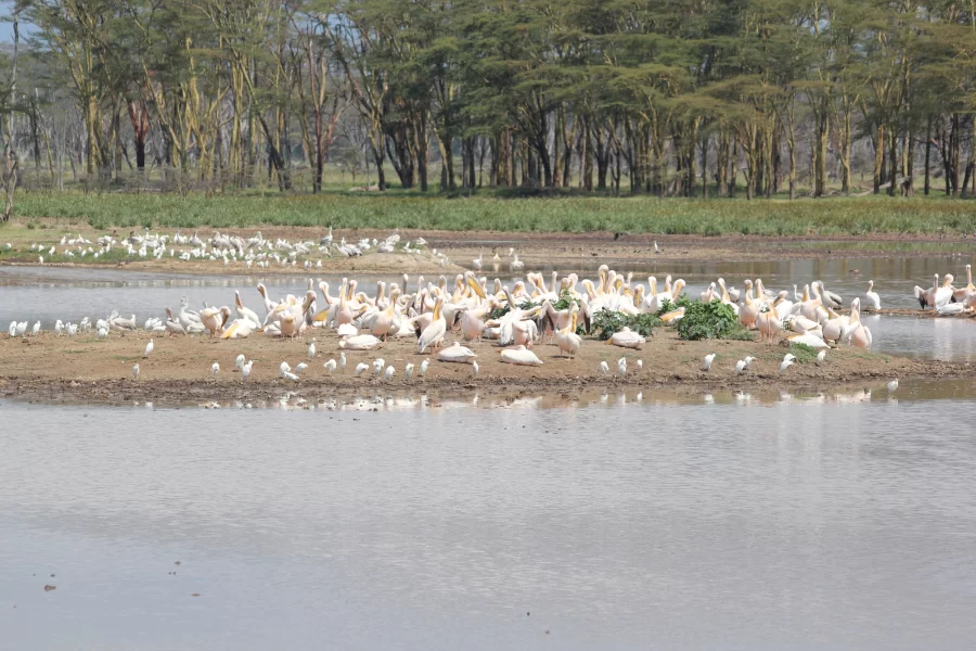 Kenya, Tanzania & Zanzibar Beach Safari (17 Days)