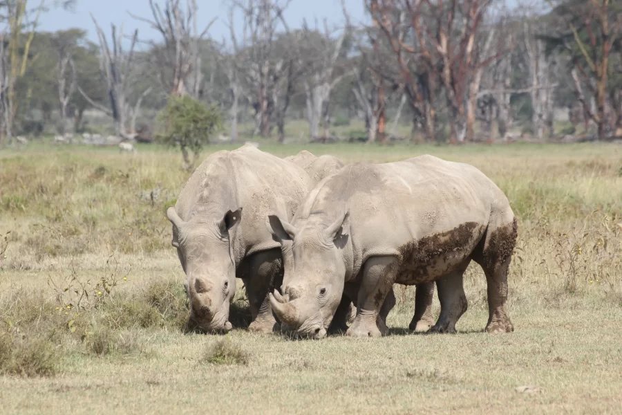 Akegera National Park