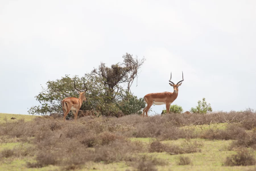 7 Days Tanzania Luxury Safari