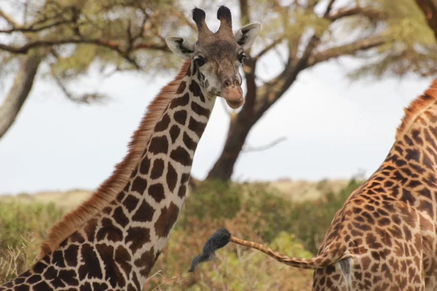 The Giraffe Centre