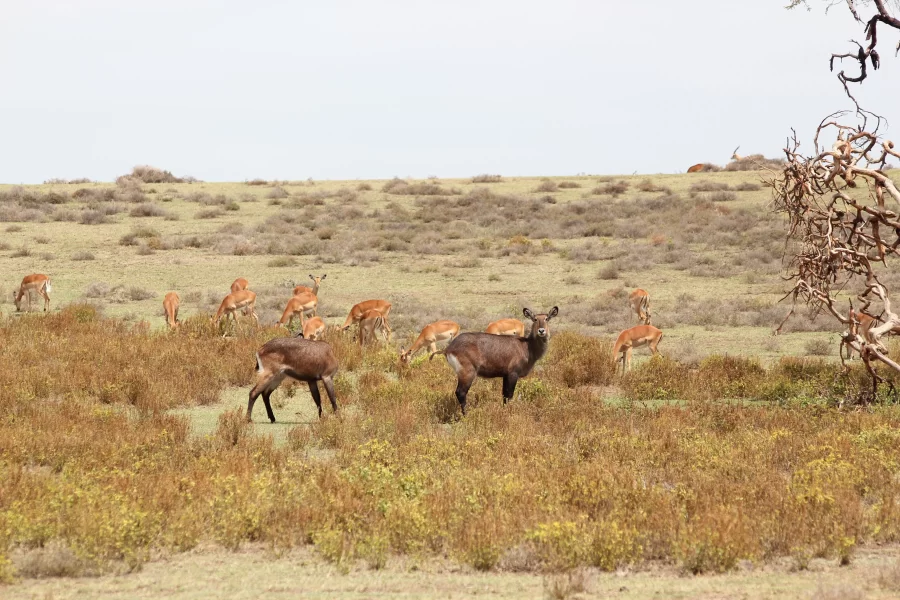 Zambia And Botswana Safari