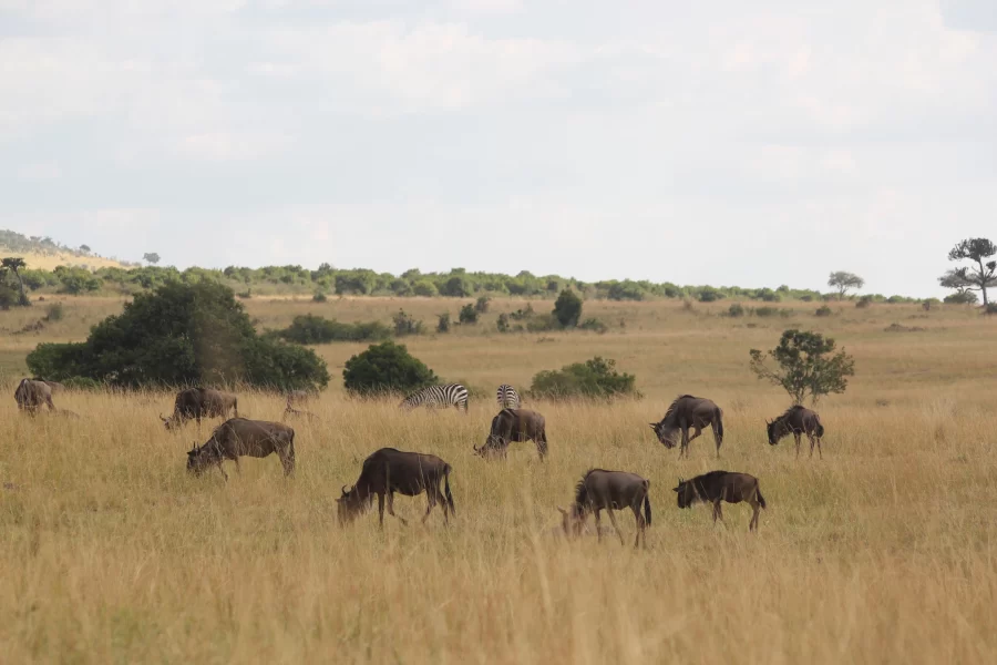 3 Days Tanzania Bird Watching Safari