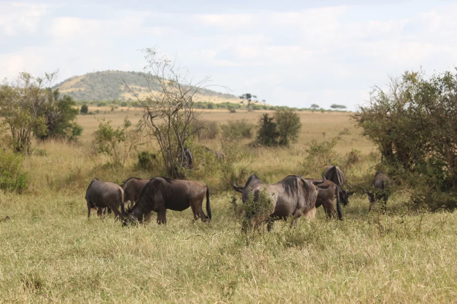 Kenya Safari & Uganda Gorilla Safari (13 Days)