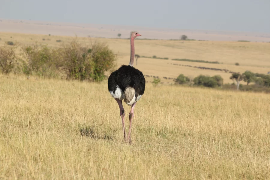 7 Days Tanzania Bird-Watching Safari