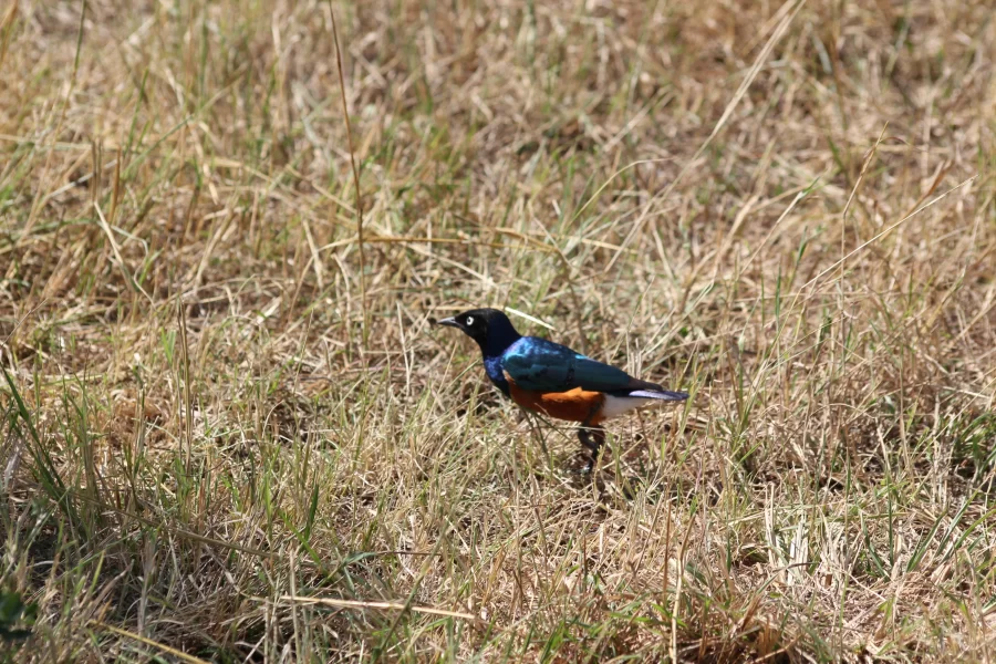 5 Days Tanzania Birding Safari