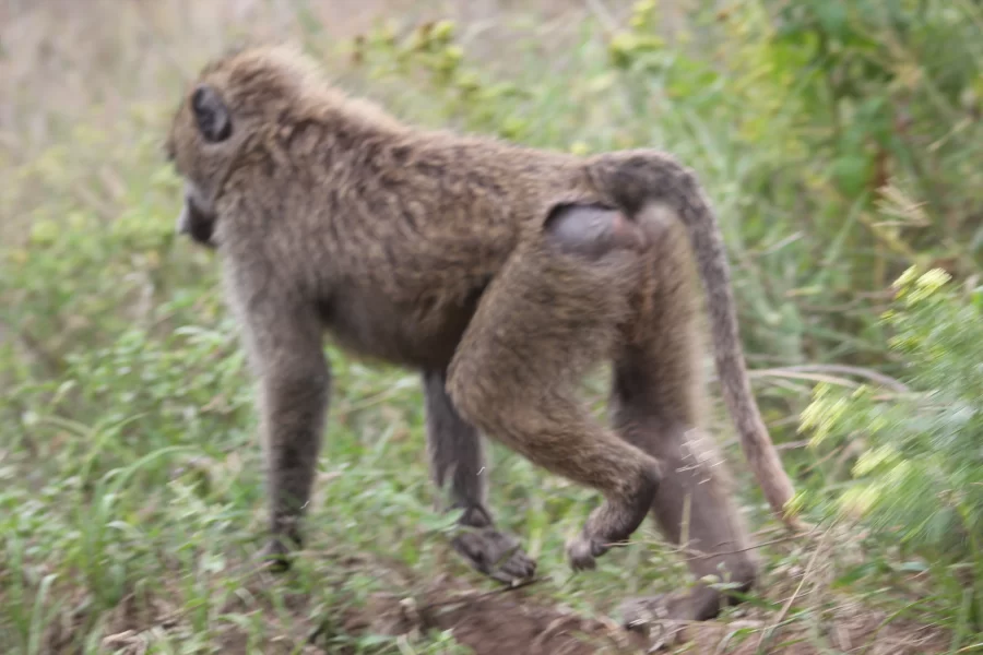 Kibale National Park