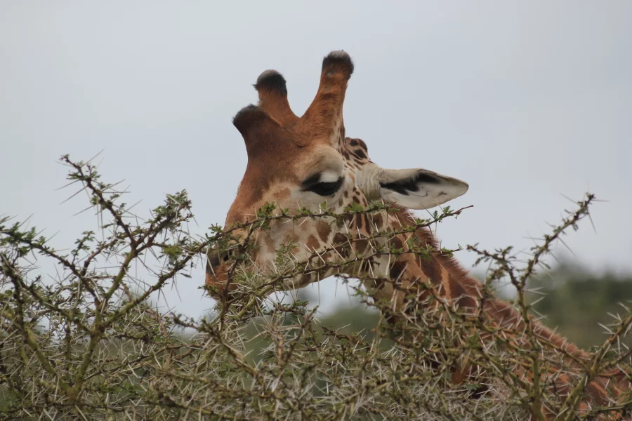 Lake Mburo National Park