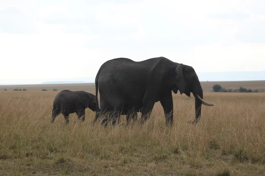 Mwaluganje Elephant Sanctuary