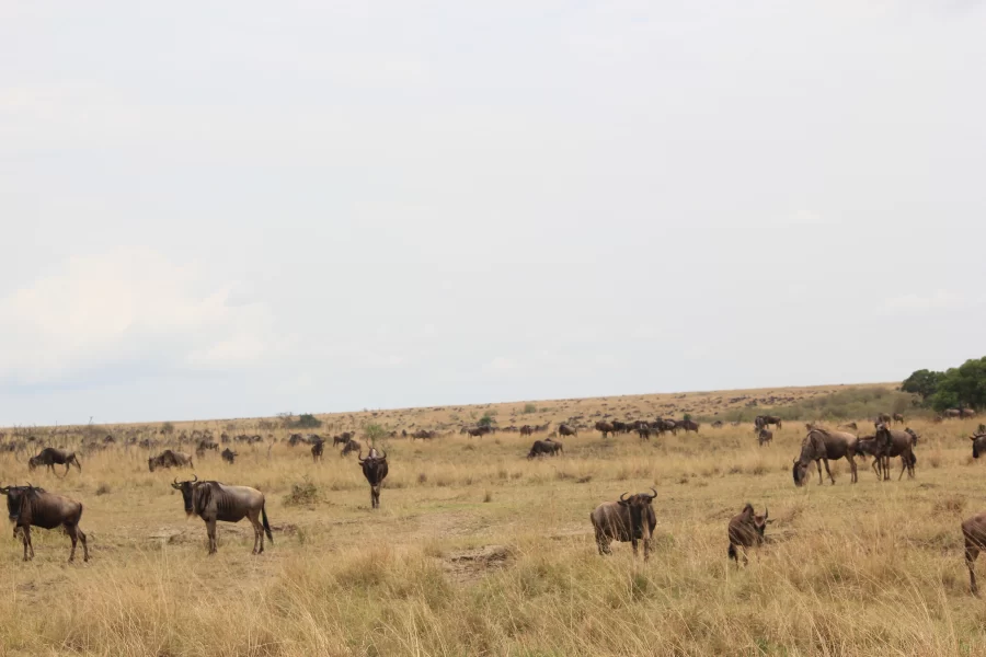 6 Days Kenya highlight Wildlife Safari