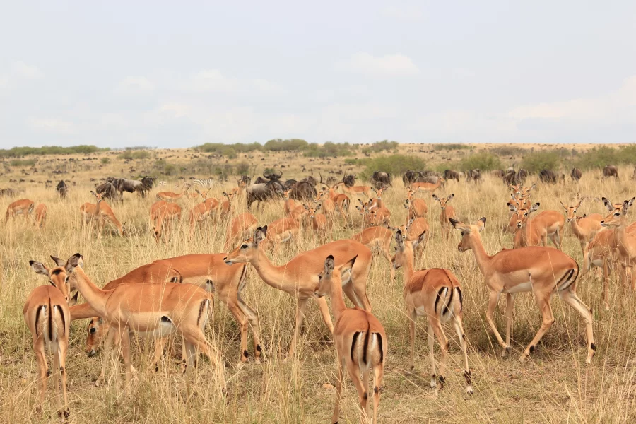 10 Days Kenya Climbing & Uganda Safari