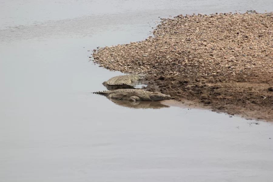 The Mamba Village Crocodile