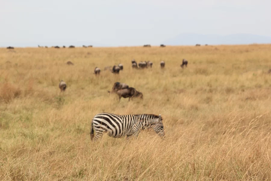 Amboseli Extension (1 Night)