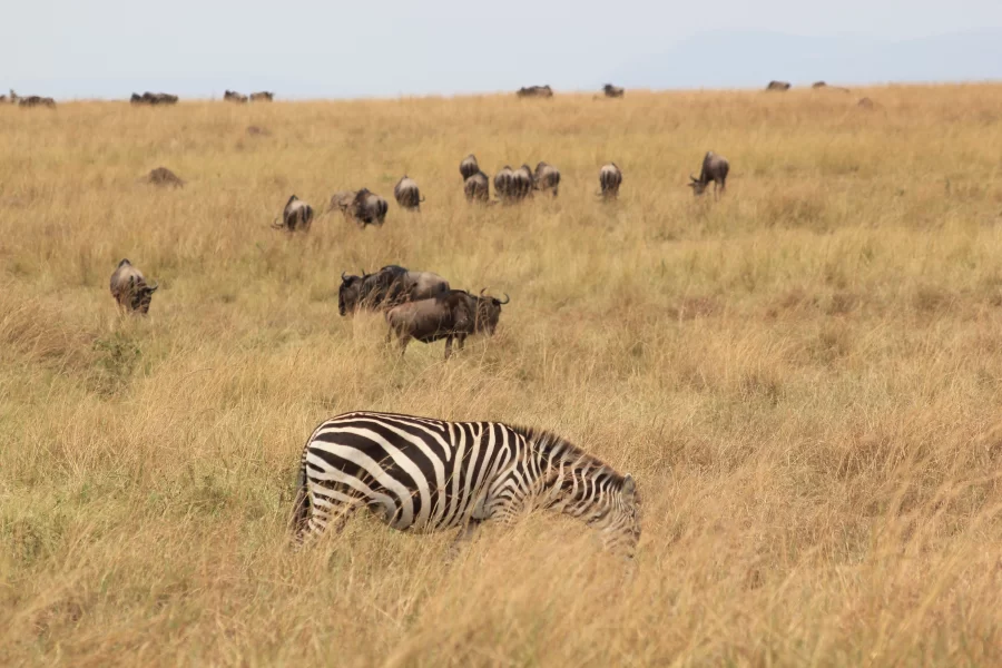 Mkomazi National Park