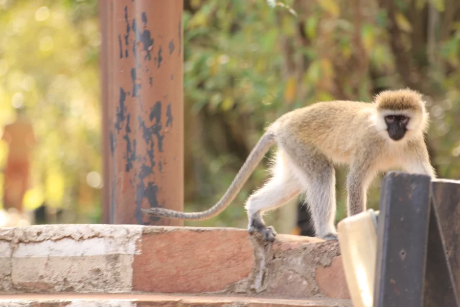 Queen Elizabeth National Park