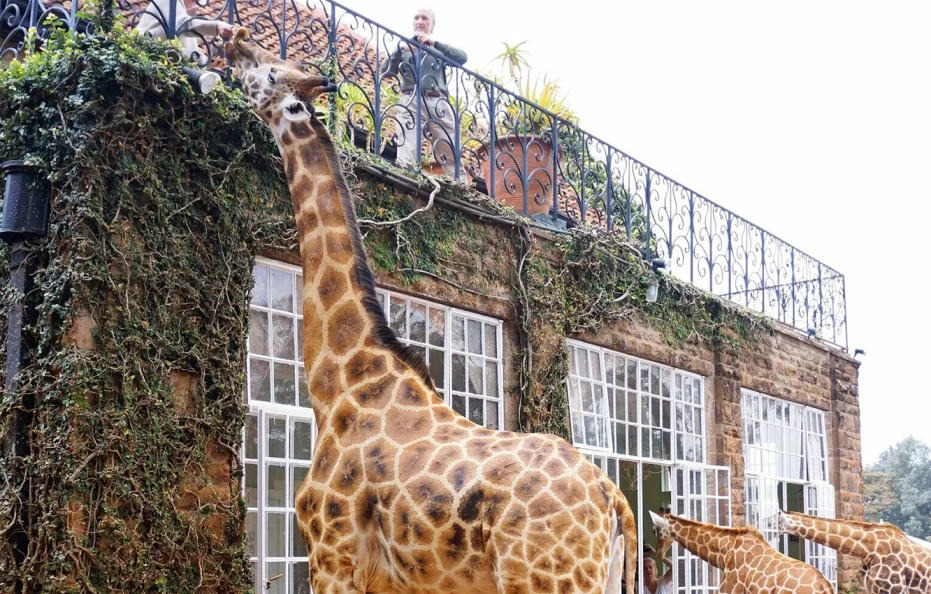 Giraffe Ark Game Lodge