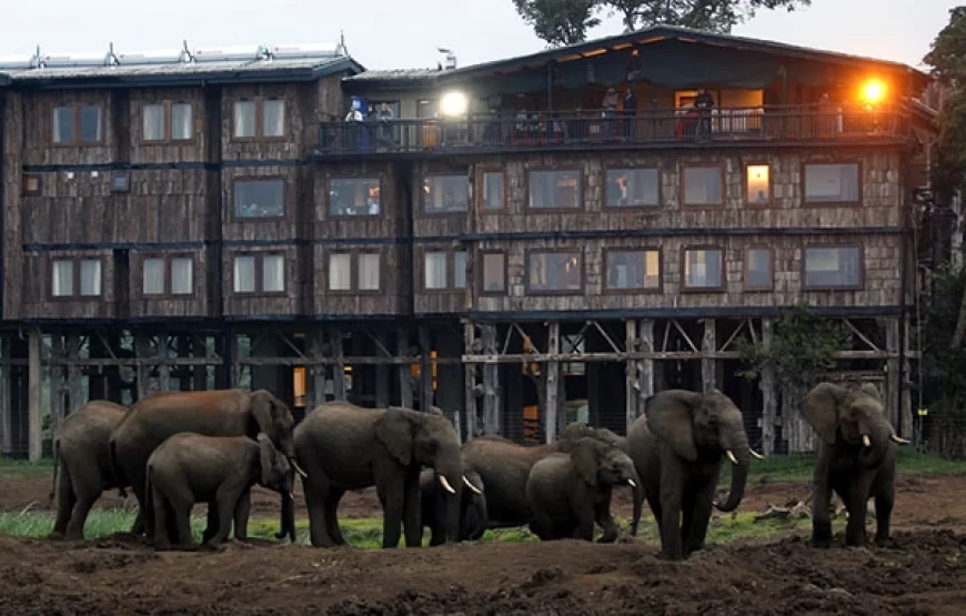 Treetop Lodge