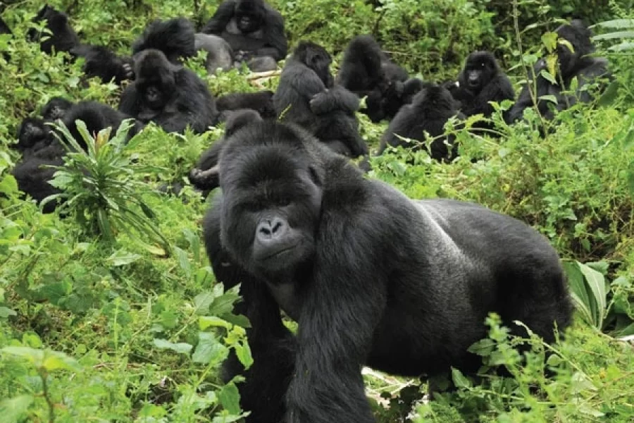 Bwindi Impenetrable Forest