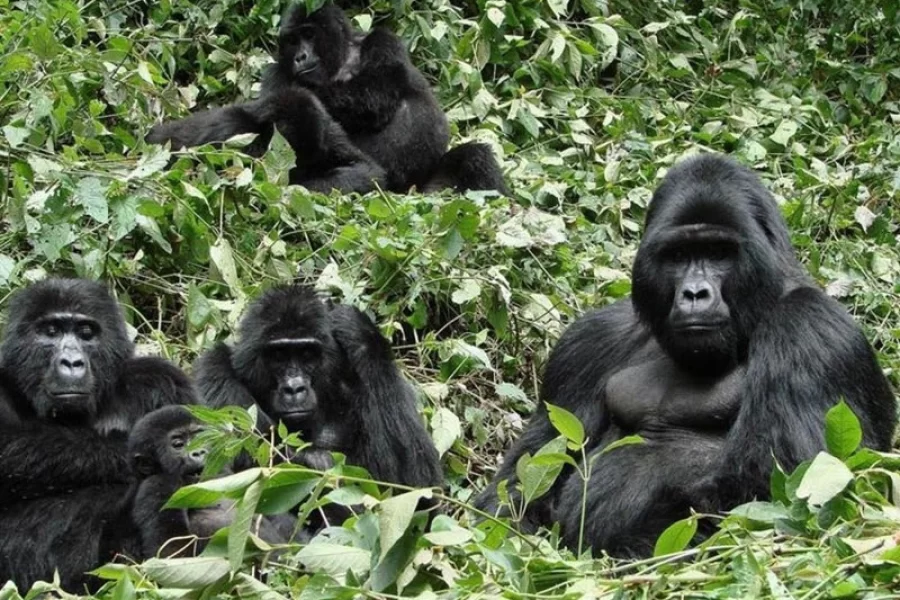 3 Days Rwanda Express Gorilla Trek