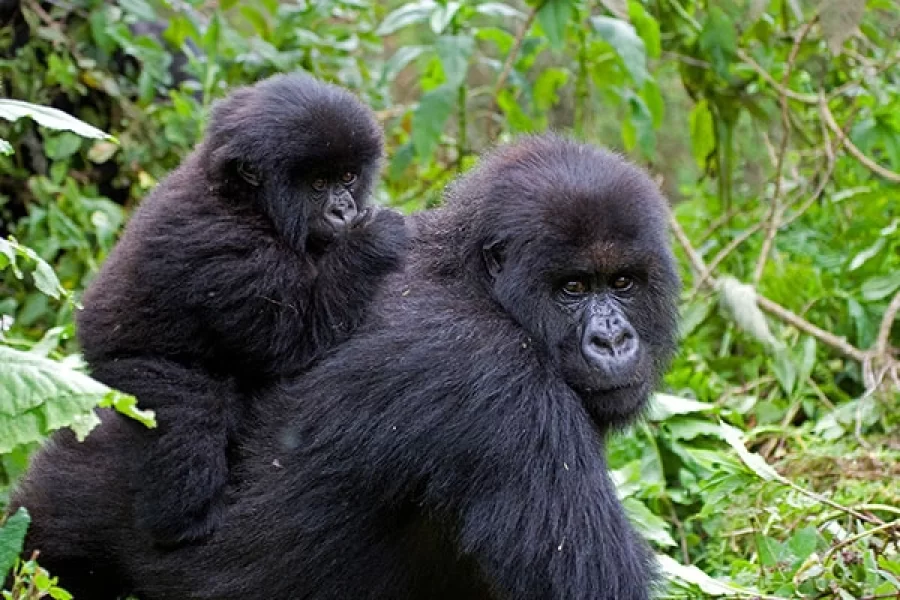 Gorilla Tracking: Bwindi Forest (3 Days)