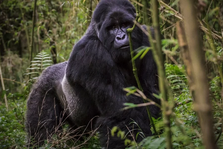 6 Days Rwanda Wildlife And Primate Adventure Safari