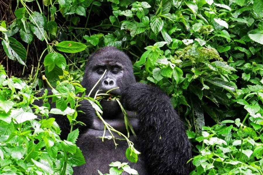 Gorilla Tracking