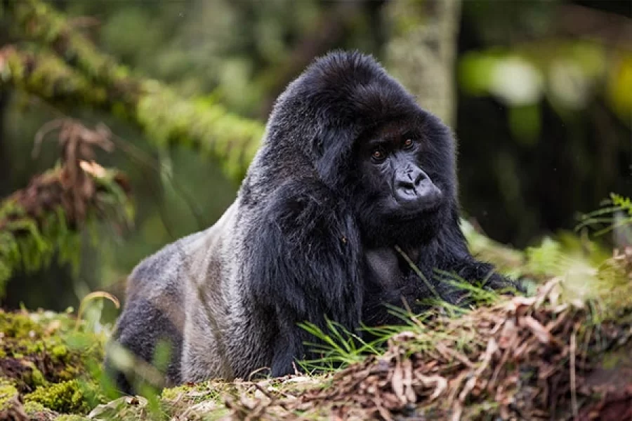 4 Days Classic Rwanda Primate Trekking