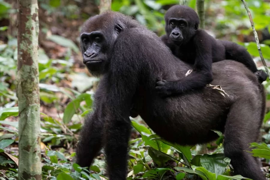 5 Days Rwanda Primates Encounter And Lake Kivu