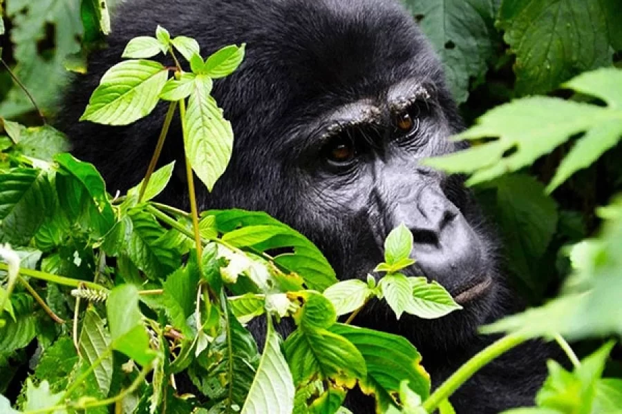 4 Days Bwindi Buhoma Gorilla Trek Via Kigali