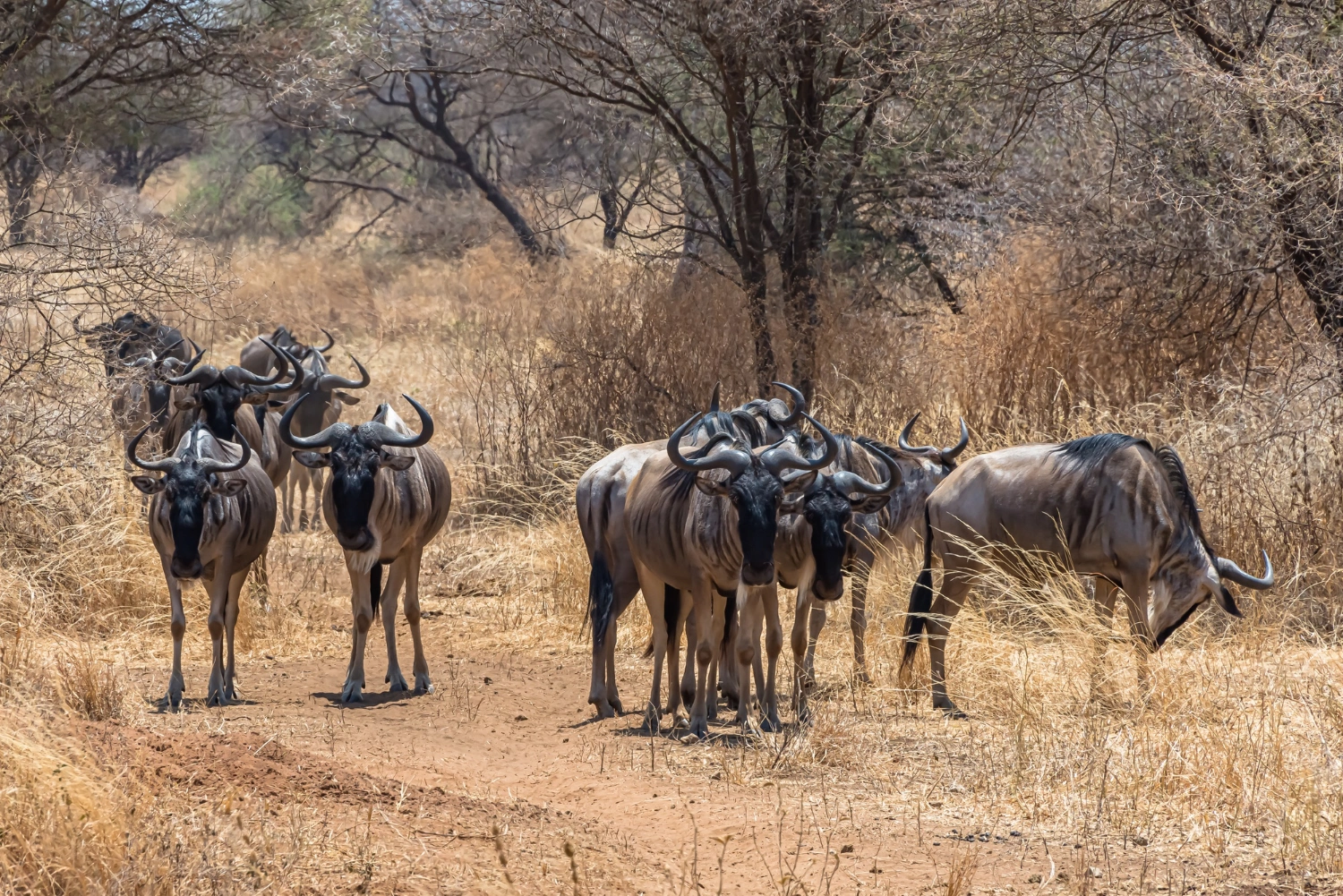 Diwaka Safaris