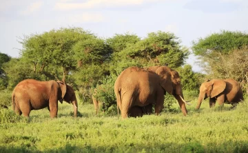 Katavi national park