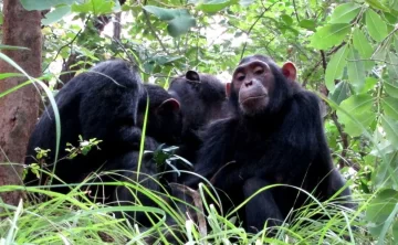 Gombe National Park