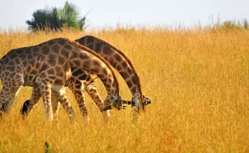 Kidepo Valley National Park