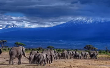 kilimanjaro national park