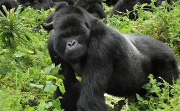 mgahinga national park