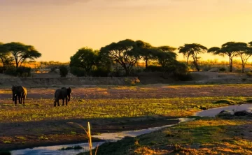 mikumi national park