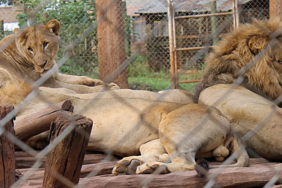 Nairobi Animal Orphanage