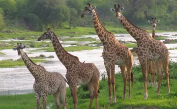 ruaha national park