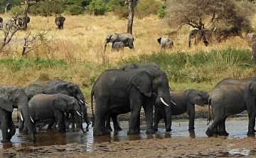 Tarangire National Park